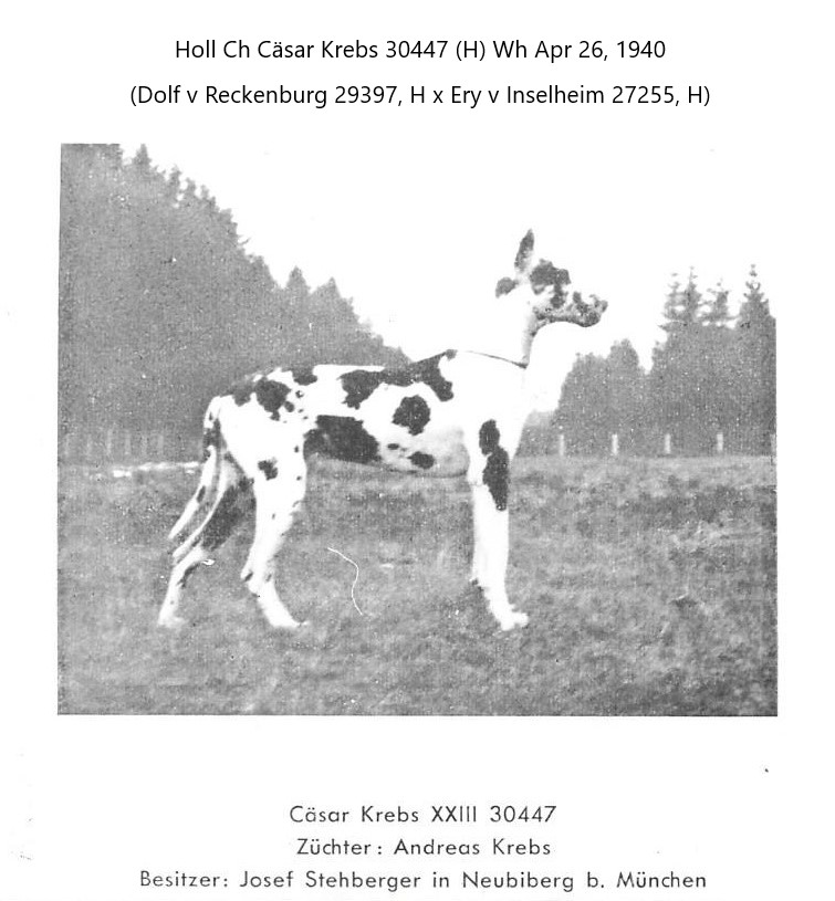 Casar Krebs